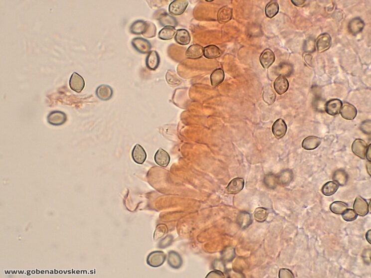 DECONICA CROBULA BAZIDIJ