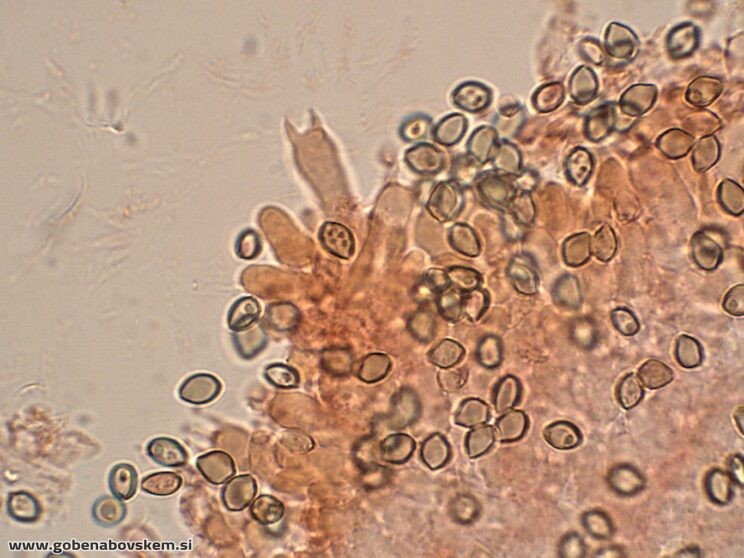 DECONICA CROBULA BAZIDIJ3