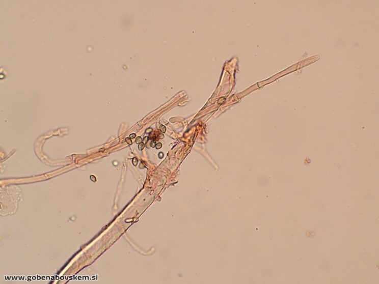 DECONICA CROBULA CHAULO