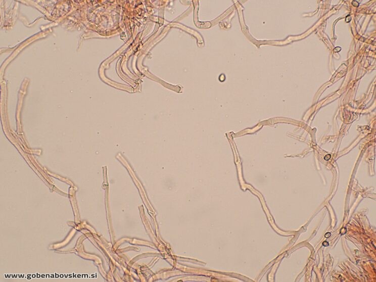 DECONICA CROBULA CHAULO2