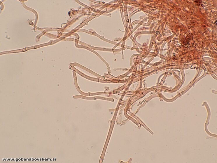 DECONICA CROBULA CHAULO3
