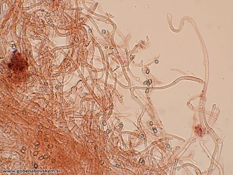 DECONICA CROBULA CHAULO4