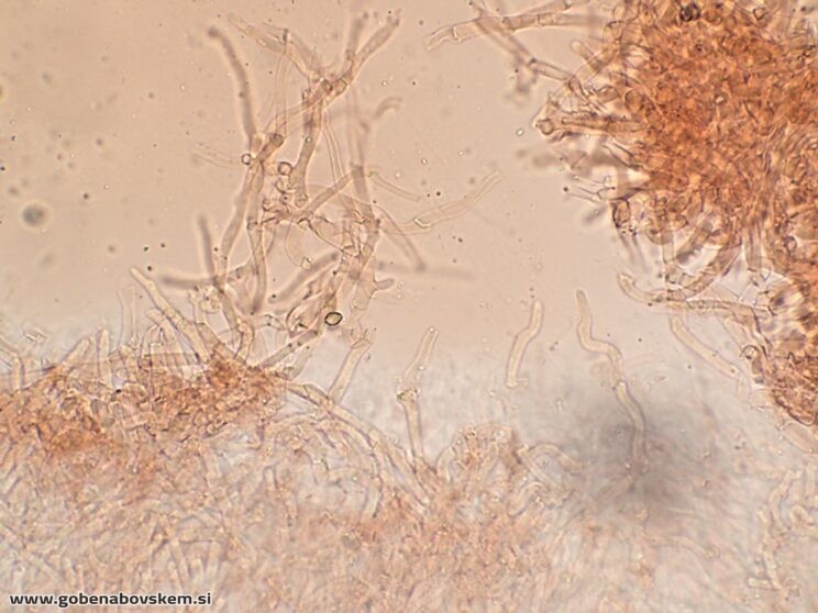 DECONICA CROBULA CHAULO6