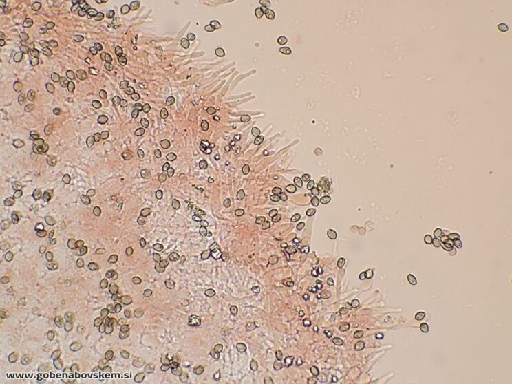 DECONICA CROBULA CHEILO