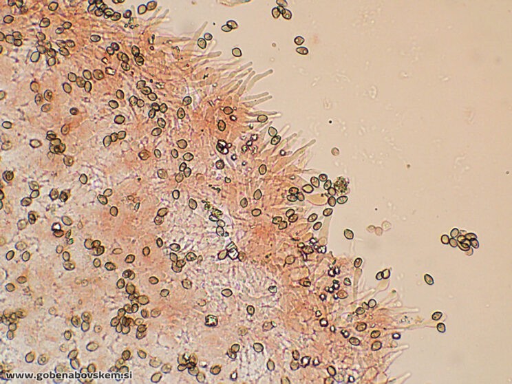 DECONICA CROBULA CHEILO
