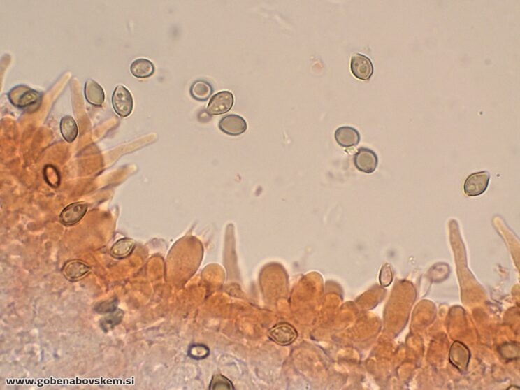DECONICA CROBULA CHEILO BAZIDIJ