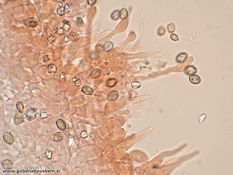 DECONICA CROBULA CHEILO10