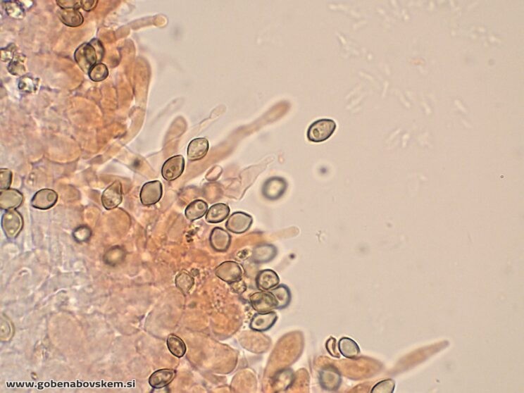 DECONICA CROBULA CHEILO11