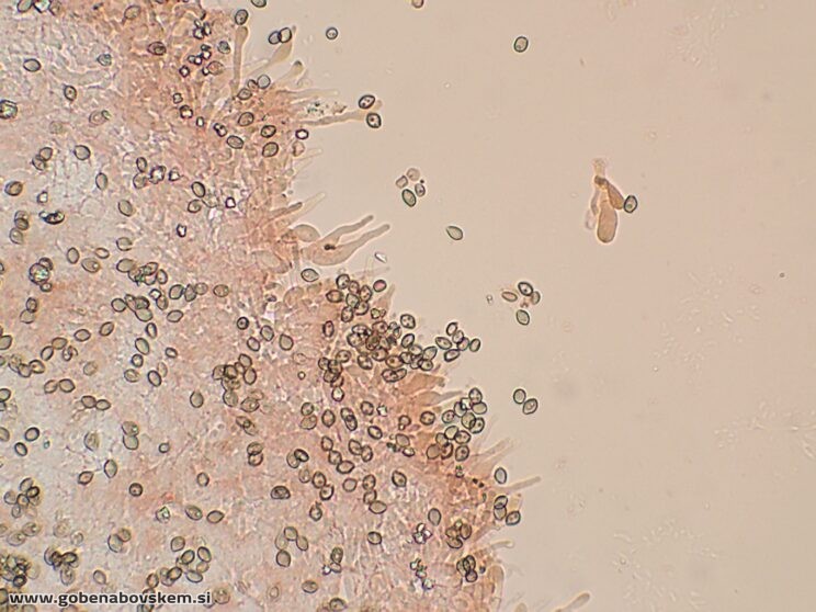 DECONICA CROBULA CHEILO13