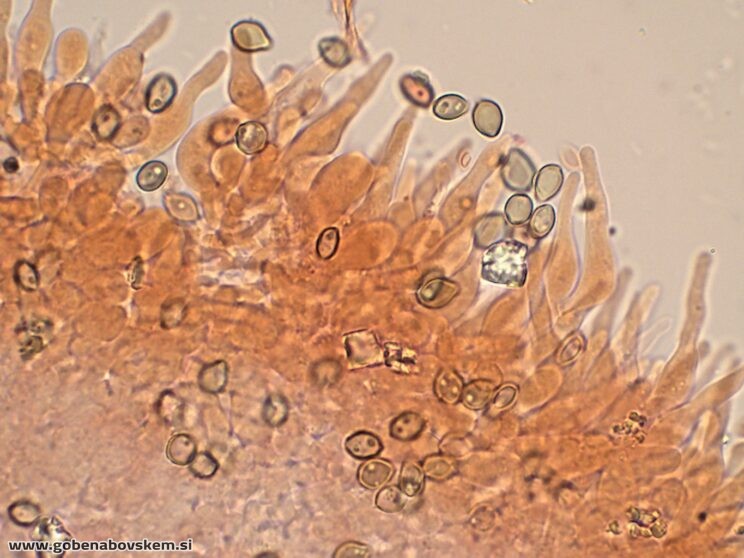DECONICA CROBULA CHEILO2