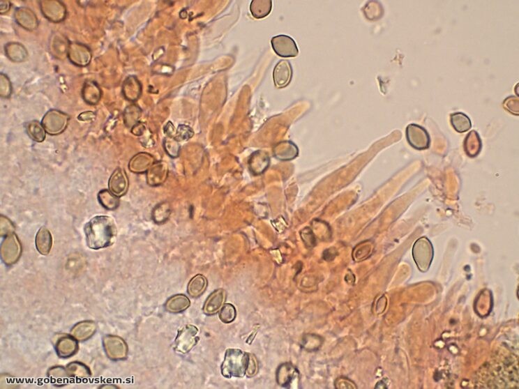 DECONICA CROBULA CHEILO3