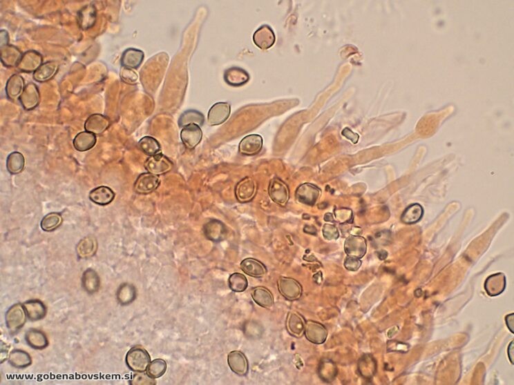 DECONICA CROBULA CHEILO4