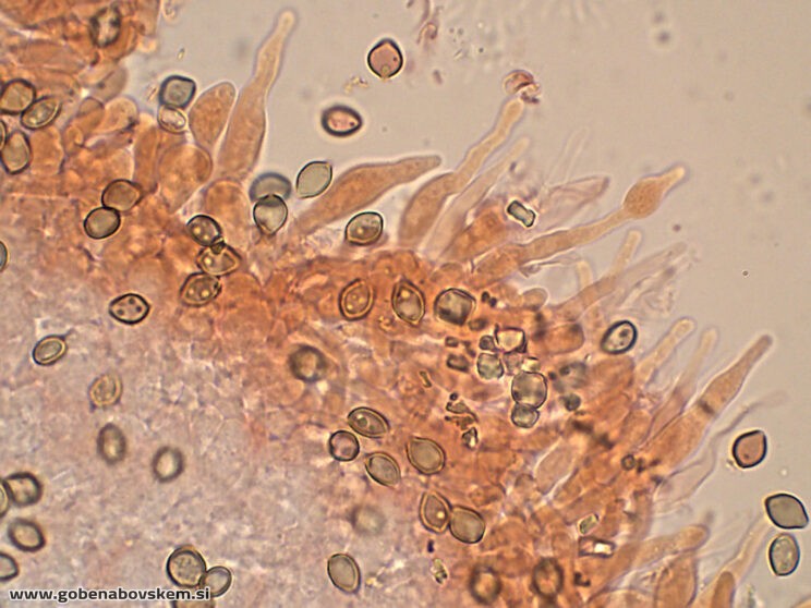 DECONICA CROBULA CHEILO4