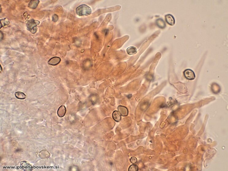 DECONICA CROBULA CHEILO5