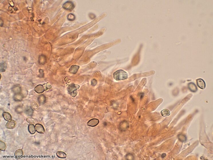 DECONICA CROBULA CHEILO6