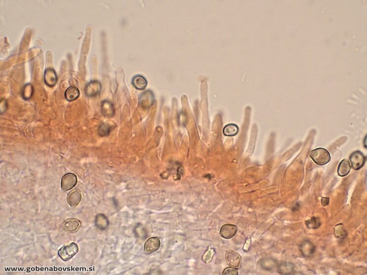 DECONICA CROBULA CHEILO7