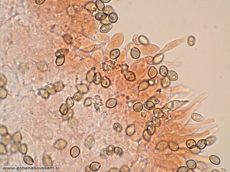DECONICA CROBULA CHEILO8