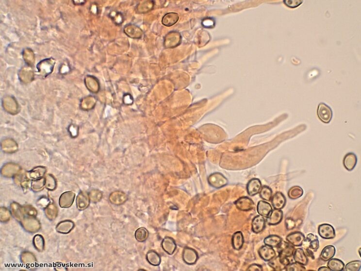 DECONICA CROBULA CHEILO9