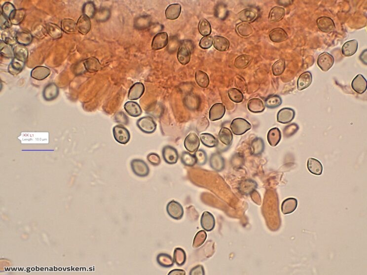 DECONICA CROBULA SPORE