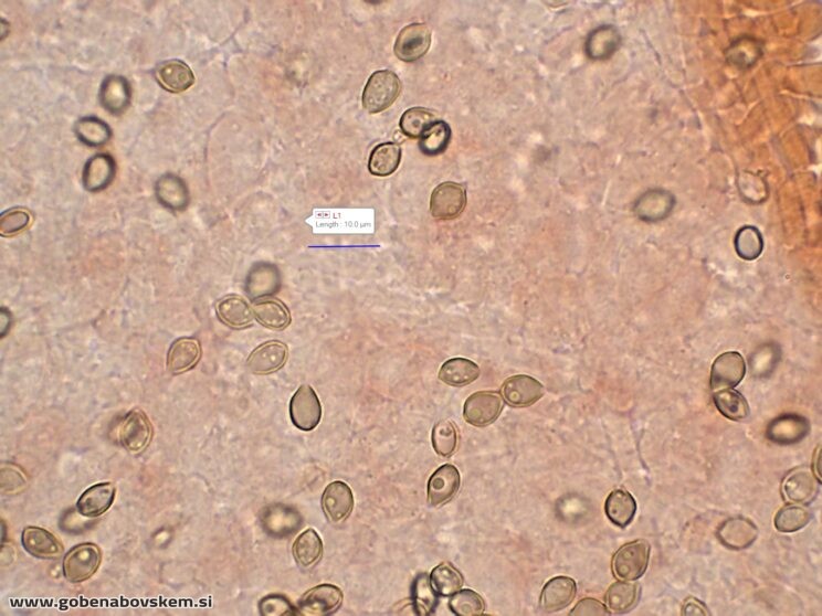 DECONICA CROBULA SPORE4