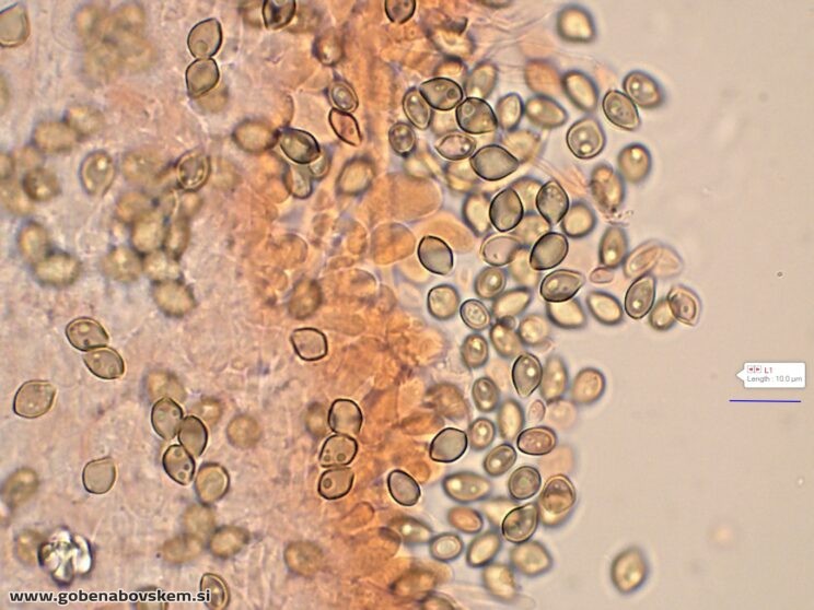 DECONICA CROBULA SPORE5