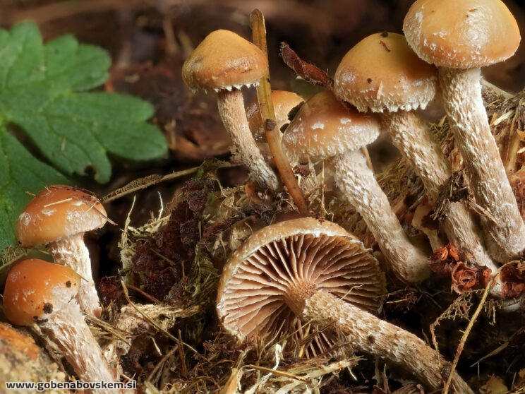 DECONICA CROBULA2