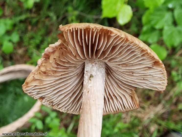 INOCYBE PISCIODORA
