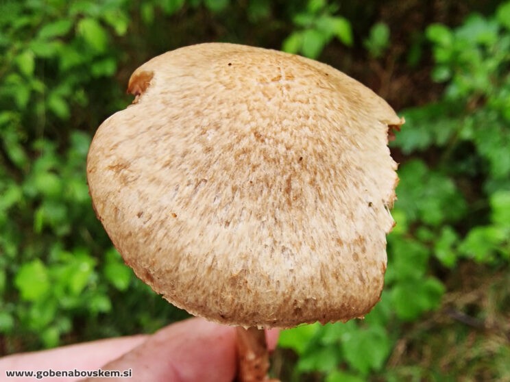 INOCYBE PISCIODORA2