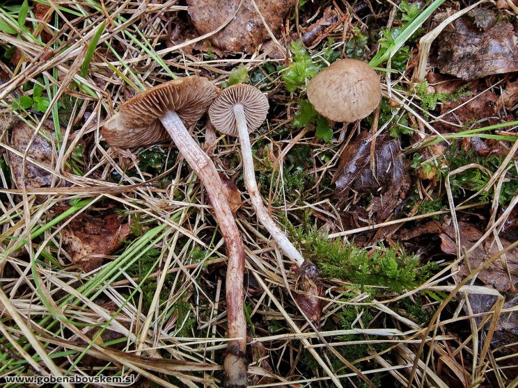 INOCYBE PISCIODORA3
