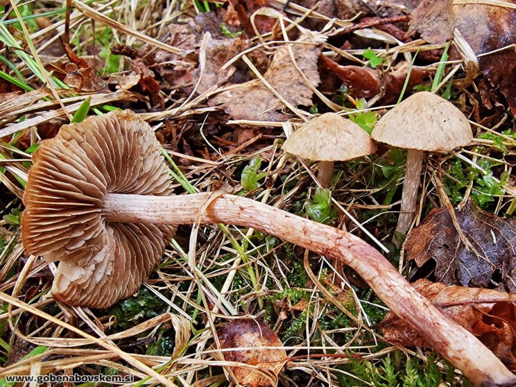 INOCYBE PISCIODORA4