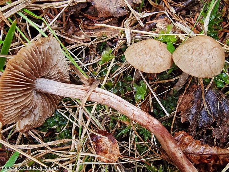 INOCYBE PISCIODORA5