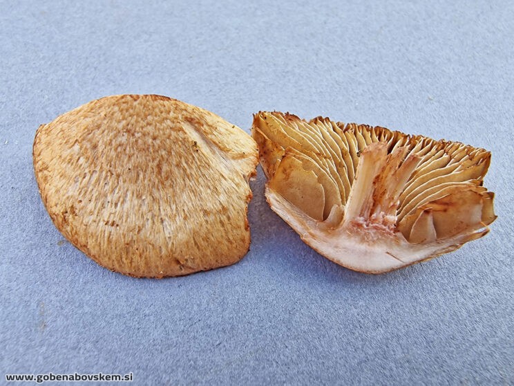INOCYBE PISCIODORA6
