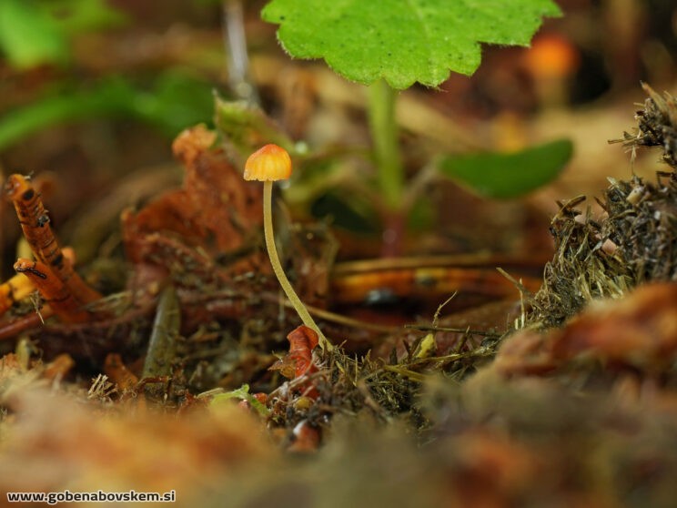 MYCENA ACICULA