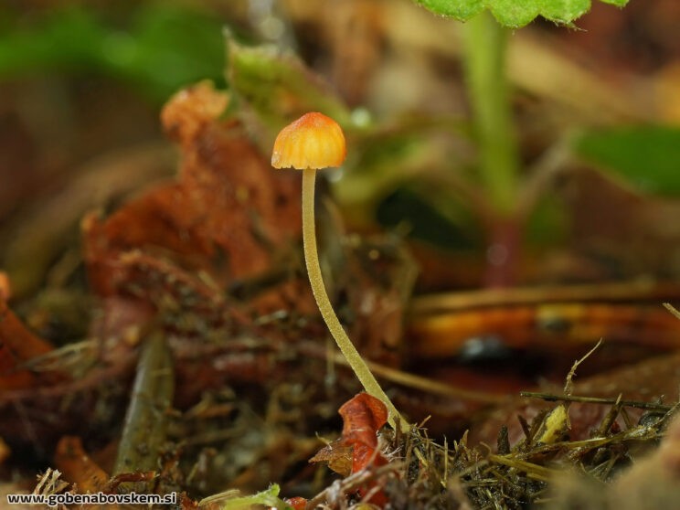 MYCENA ACICULA2
