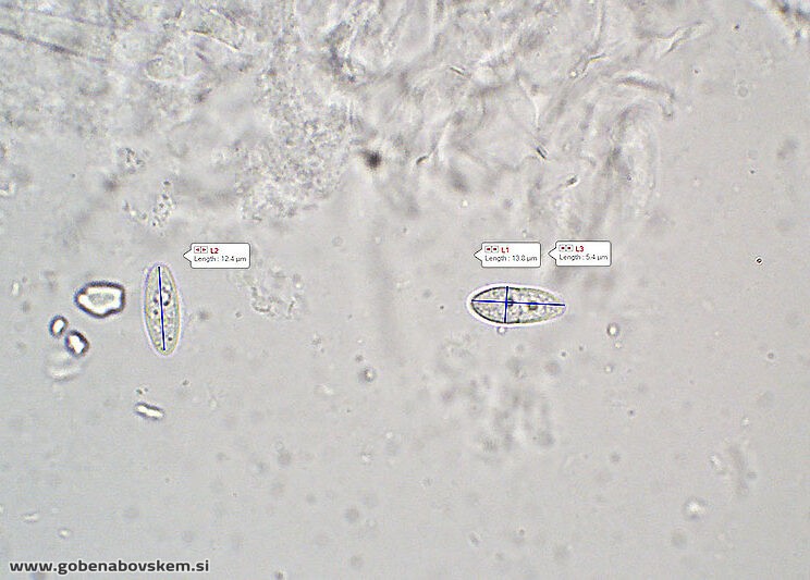 NECTRIA BOJAN KOH (7)