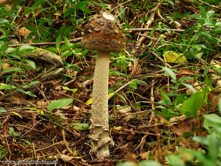 AMANITA CECILIE