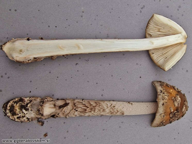 AMANITA CECILIE11