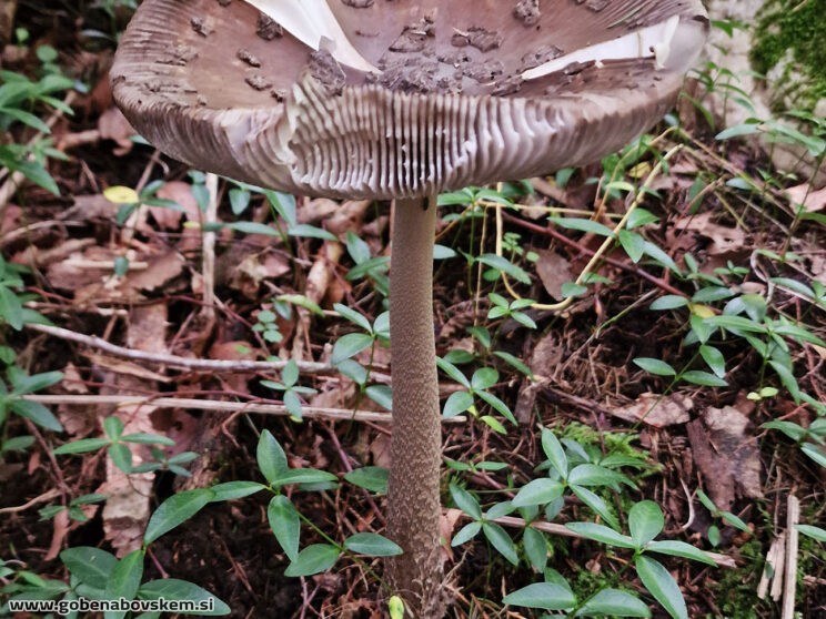 AMANITA CECILIE2