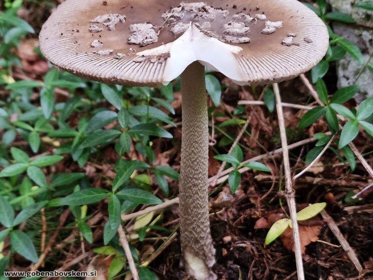 AMANITA CECILIE3