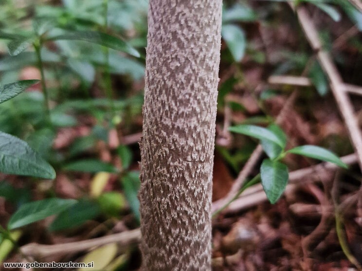 AMANITA CECILIE4