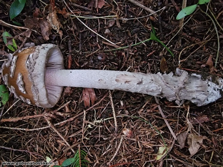AMANITA CECILIE5