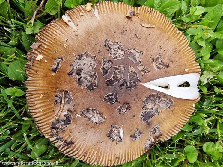 AMANITA CECILIE8