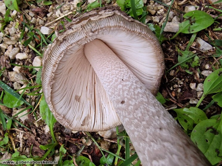 AMANITA CECILIE9