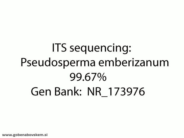 PSEUDOSPERMA EMBERIZANUM (14)