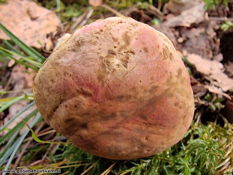 HORTIBOLETUS BUBALINUS (2)