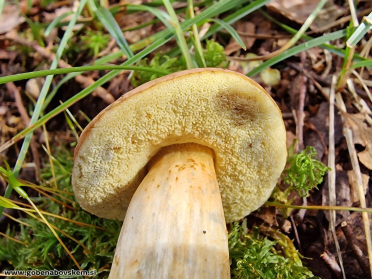 HORTIBOLETUS BUBALINUS (3)