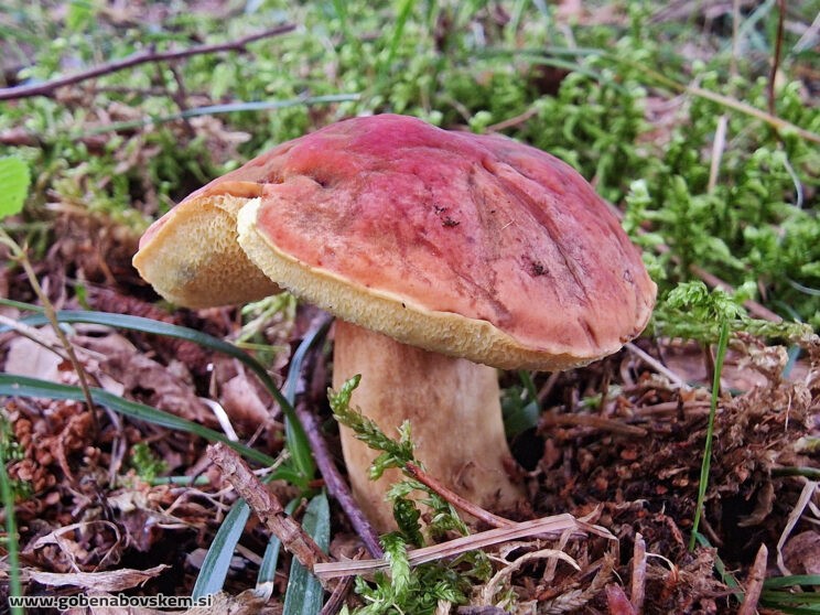 HORTIBOLETUS BUBALINUS10
