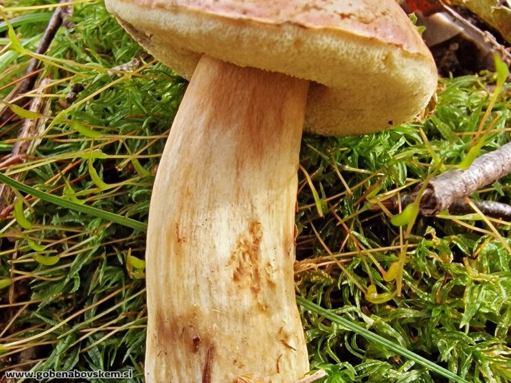 HORTIBOLETUS BUBALINUS6