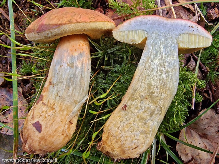 HORTIBOLETUS BUBALINUS8