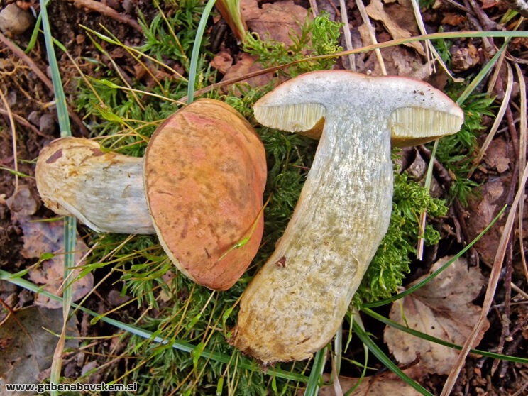 HORTIBOLETUS BUBALINUS9